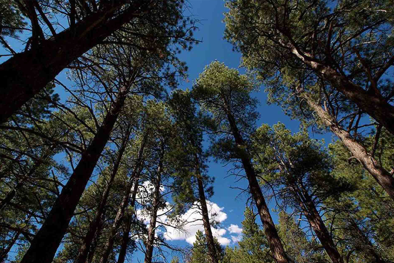 Discover Your Forest China Hat Cleanup Project Donation